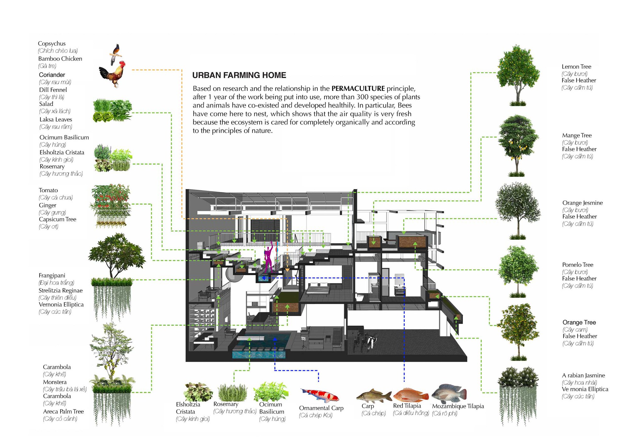 城市农业之家丨越南丨Farming Architects-50