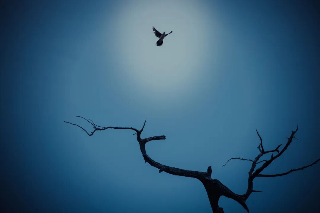 夜游网师园必看！带你解锁古典园林夜魅力-57