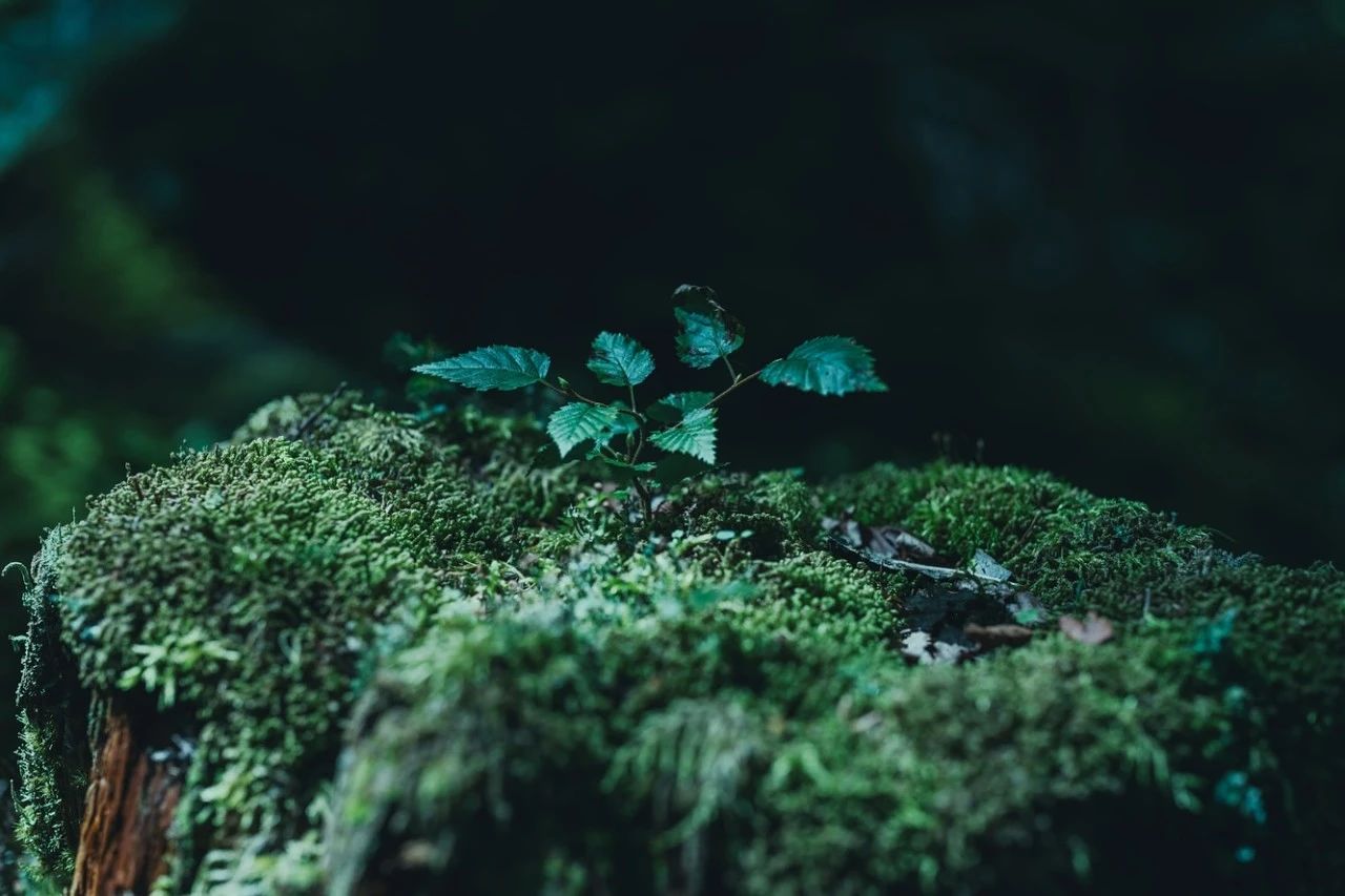 SHINPAKU·民宿丨日本丨Hitotomori建筑设计事务所-105