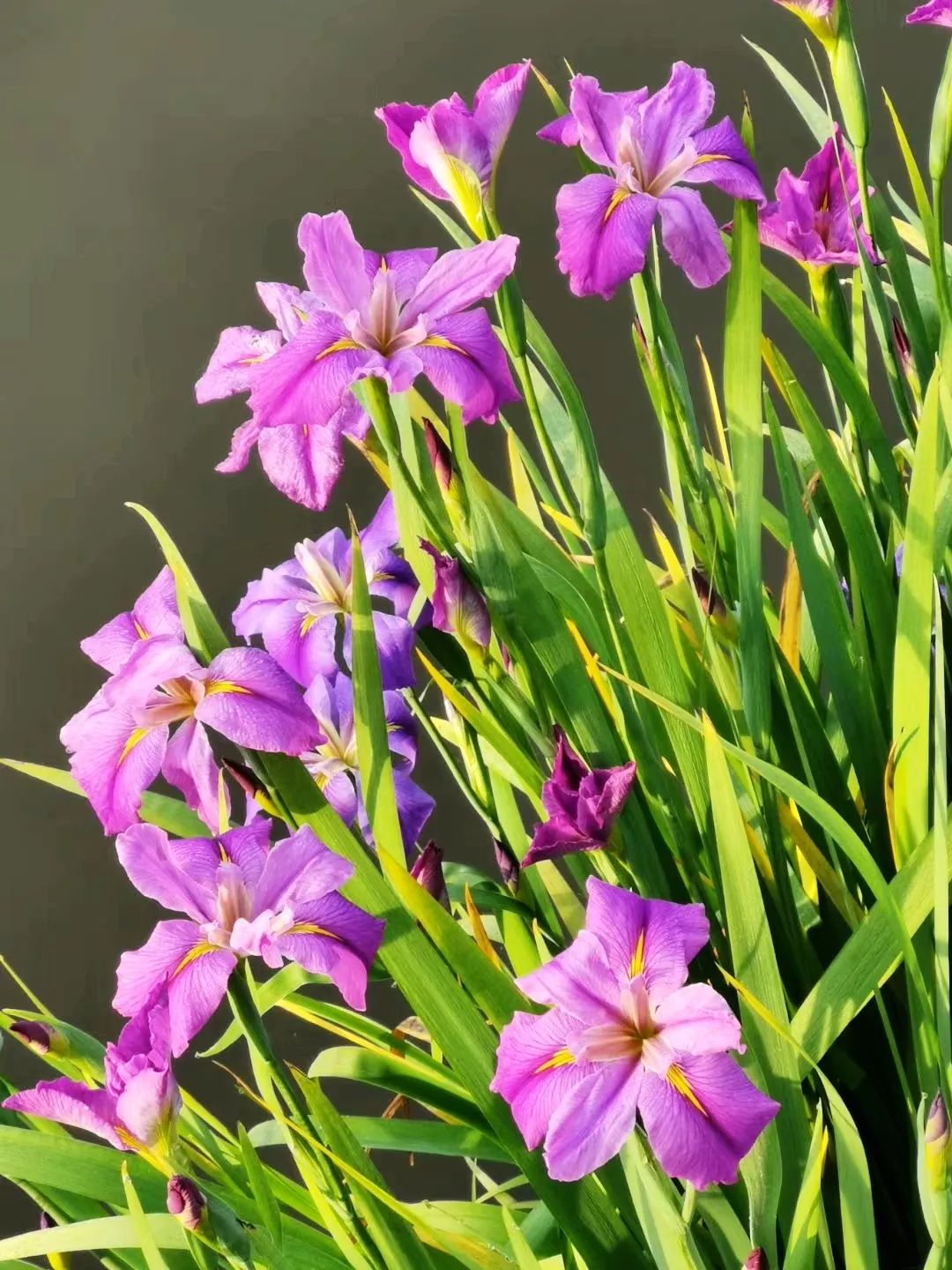 水中翠绿的诗意 | 菖蒲在园林设计中的应用-11