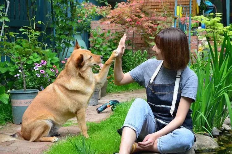 90后夫妻用4年时间，在魔都造了60平米花园，遛狗逗猫，好不惬意~-79