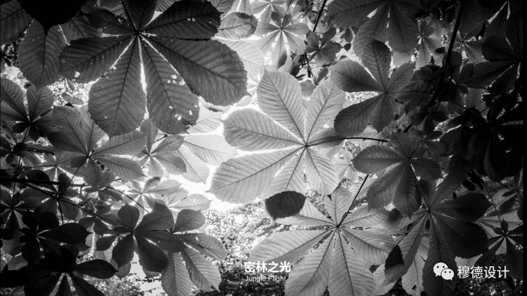 鹿山悦江府售楼中心 | 密林之光，现代设计诠释自然之美-3