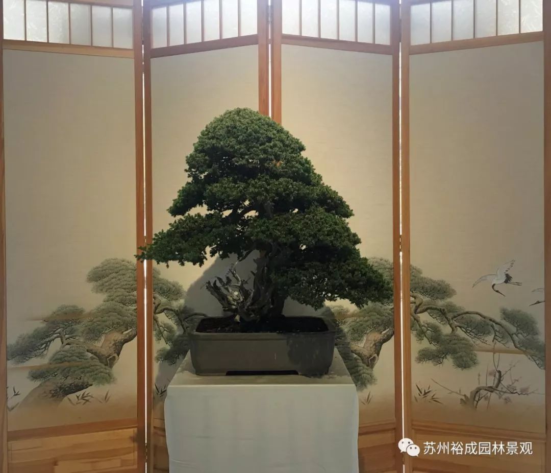 禅意屋顶花园，品茗抚琴如诗如画-33