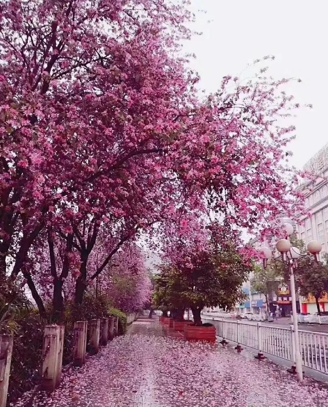 中国最大、最靓的“蝴蝶”惊现广西柳州！-6