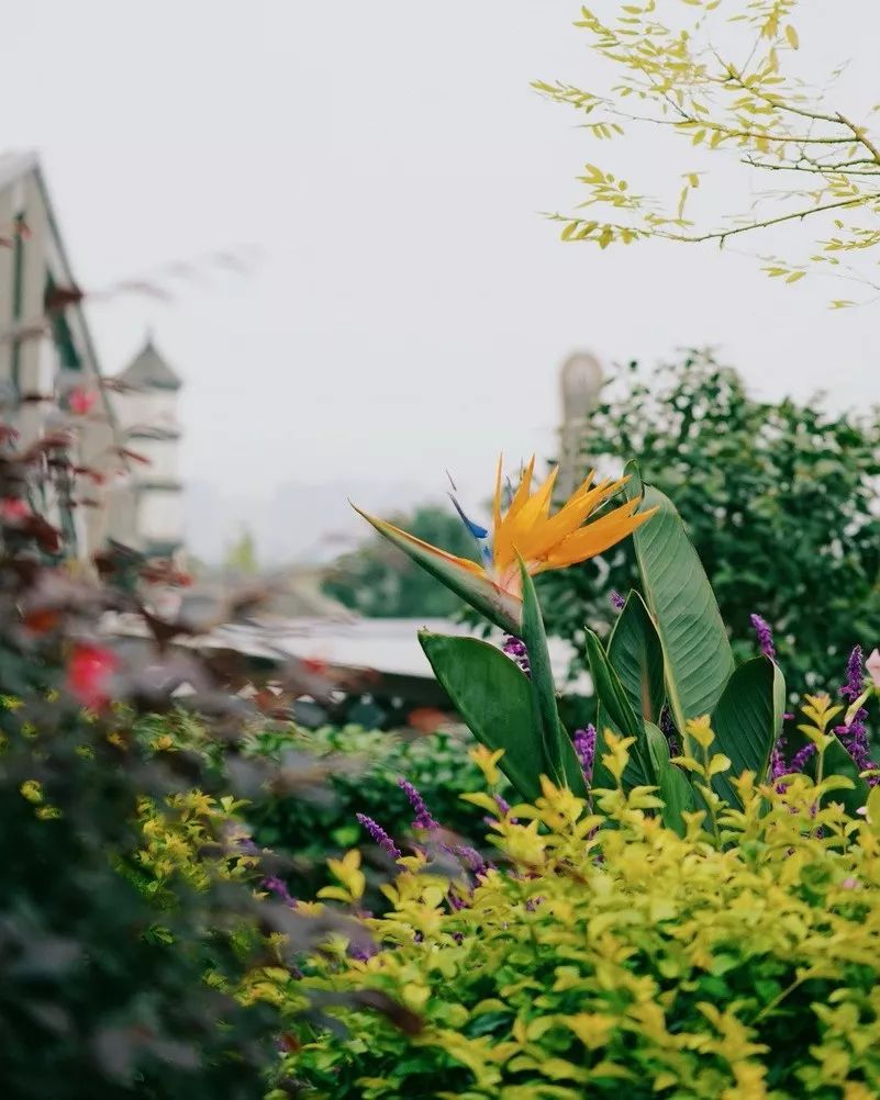 空中花园的粉紫色浪漫 | 乐梵造园的秋韵花境改造-64