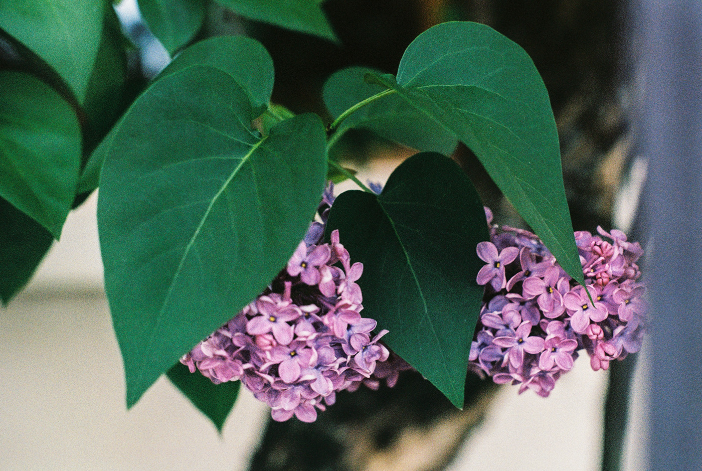 glimpses of Spring // 35mm film-3