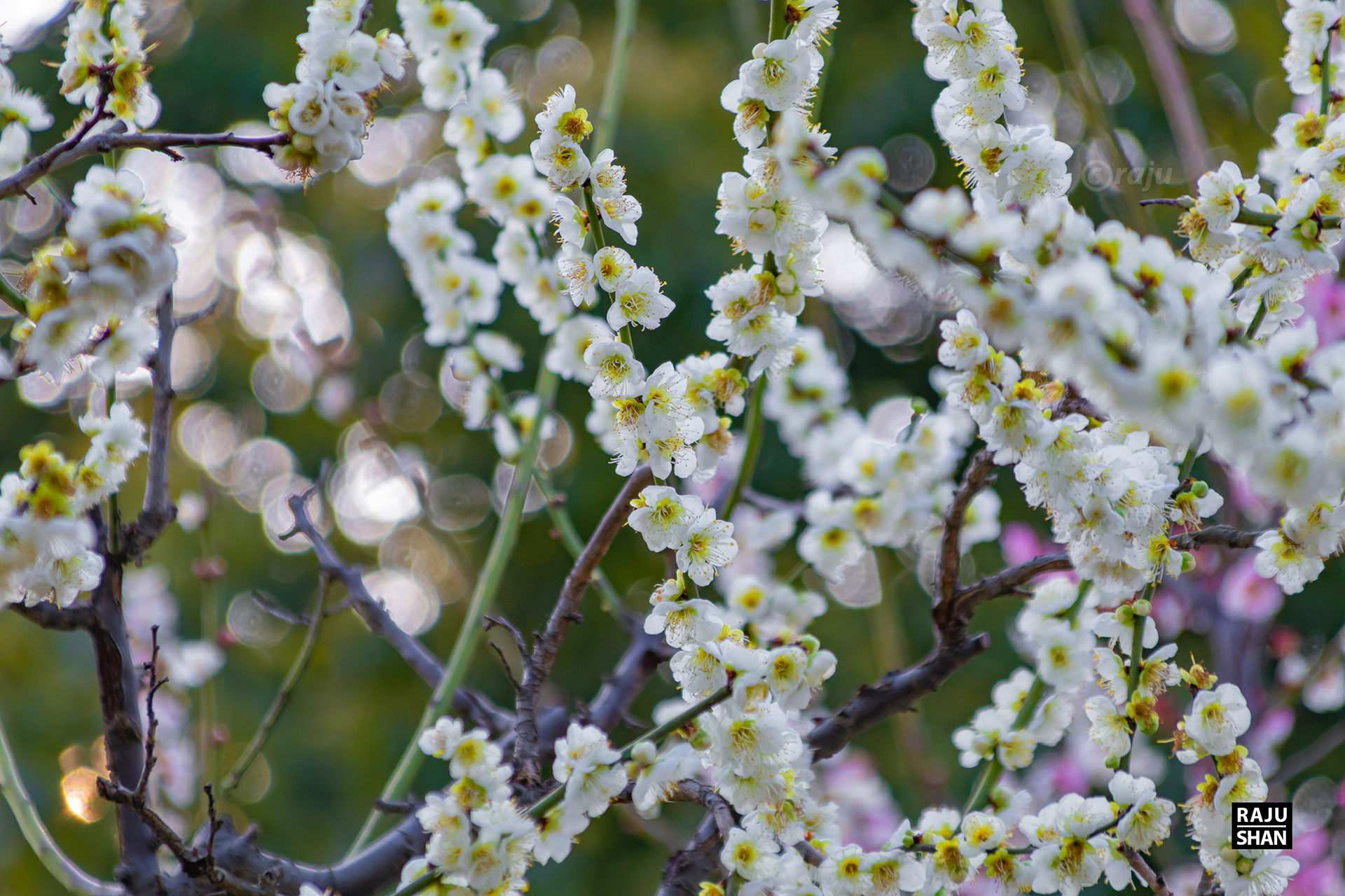 Guyi Garden & NanXinag Ancient Town- Shanghai-21