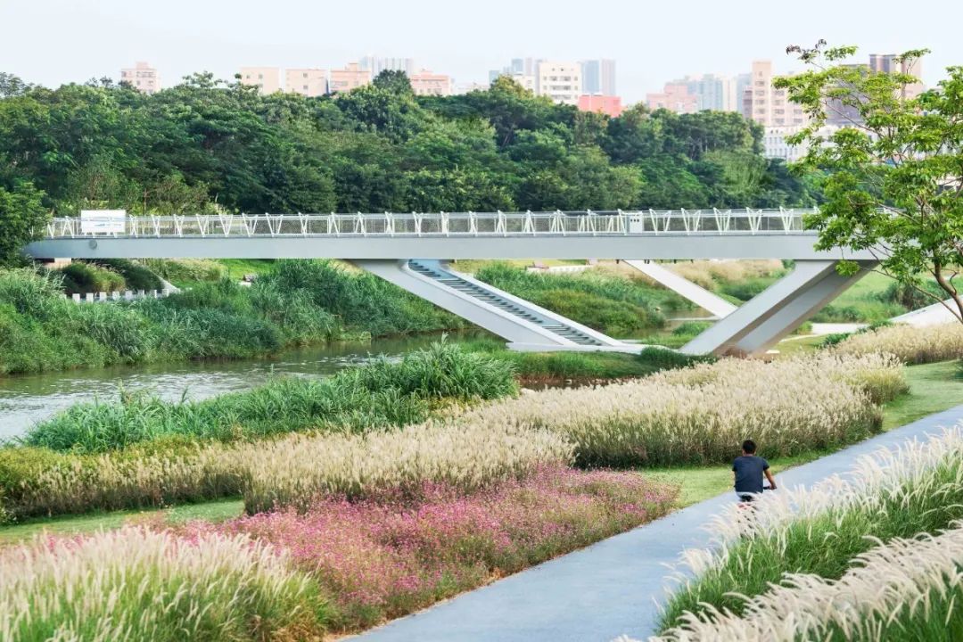 茅洲河碧道·光明段生态修复试点-112