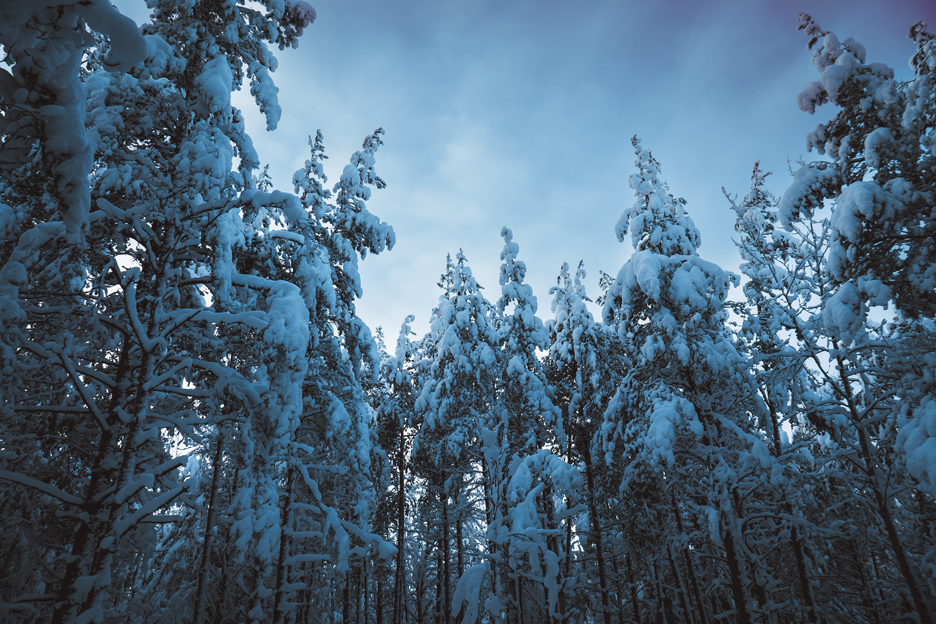 Vyborg 城市与森林景观摄影-9