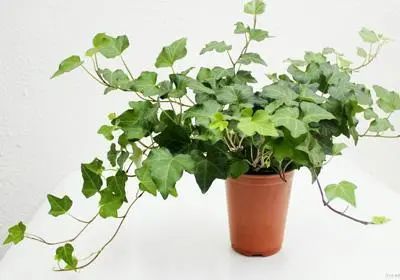 绿植搭配室内设计，打造自然家居之美-53