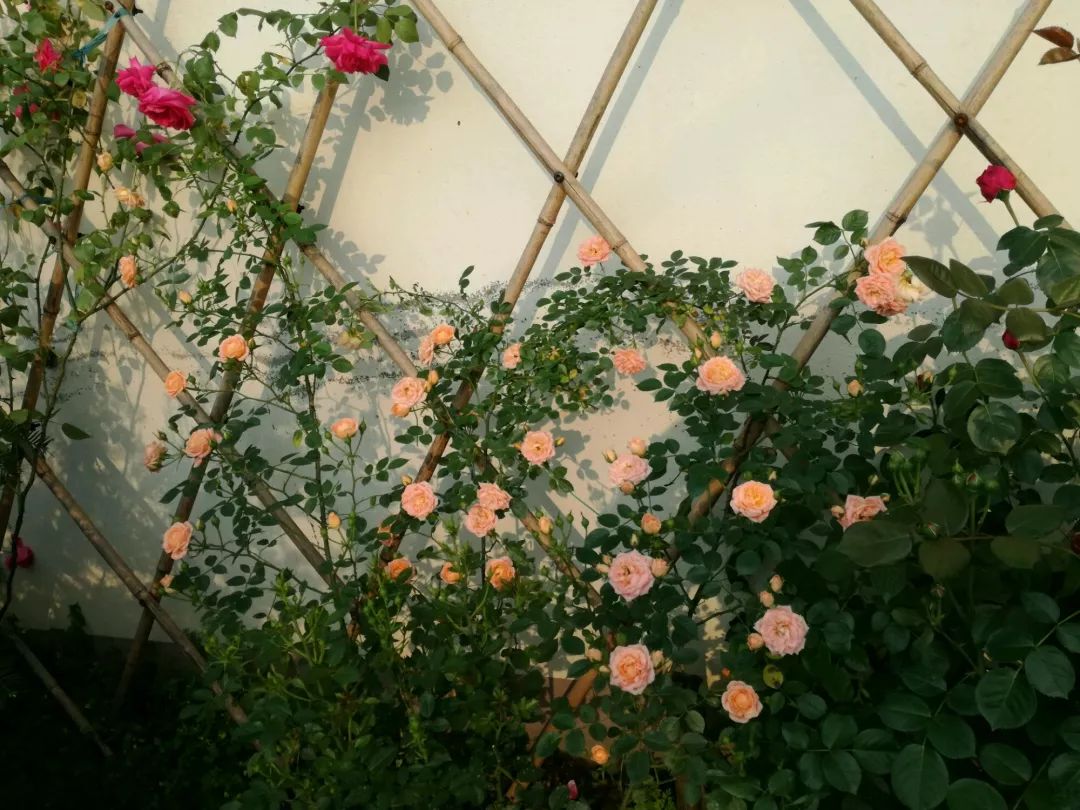 大叔也爱养花，3天造出个小花园，一分钱没花！-42