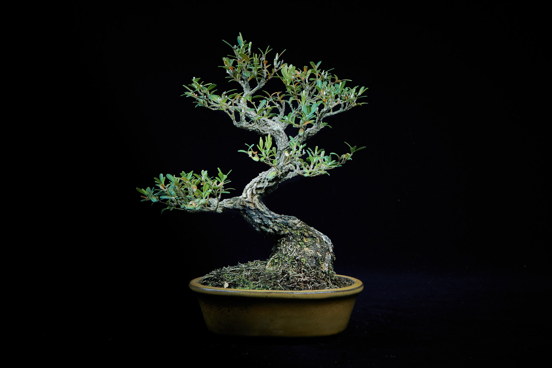 20~25公分小品盆栽-12