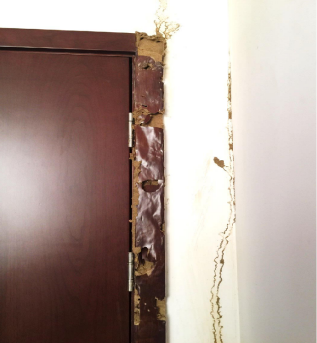 中乍合作里程碑之作|华建集团上海院原创设计的援乍得恩贾梅纳体育场正式移交-83