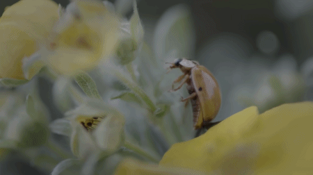 第四代住房「垂直森林」来了,竟在中国遍地开花!网友:蚊子太多,住不起......-54