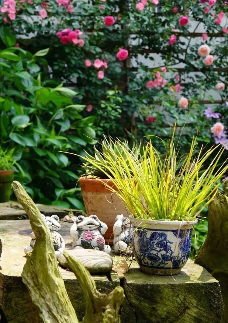 她花了4年，用月季，铁线莲，绣球把农村破败的小院打造成了花海，惊艳了时光-96