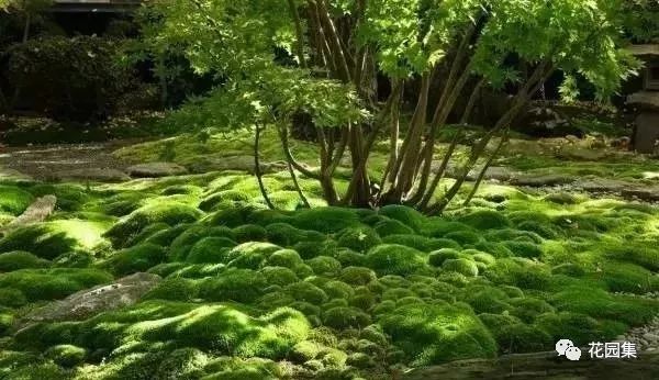 最美不过苔造园,探寻东方庭院的诗意之美-39