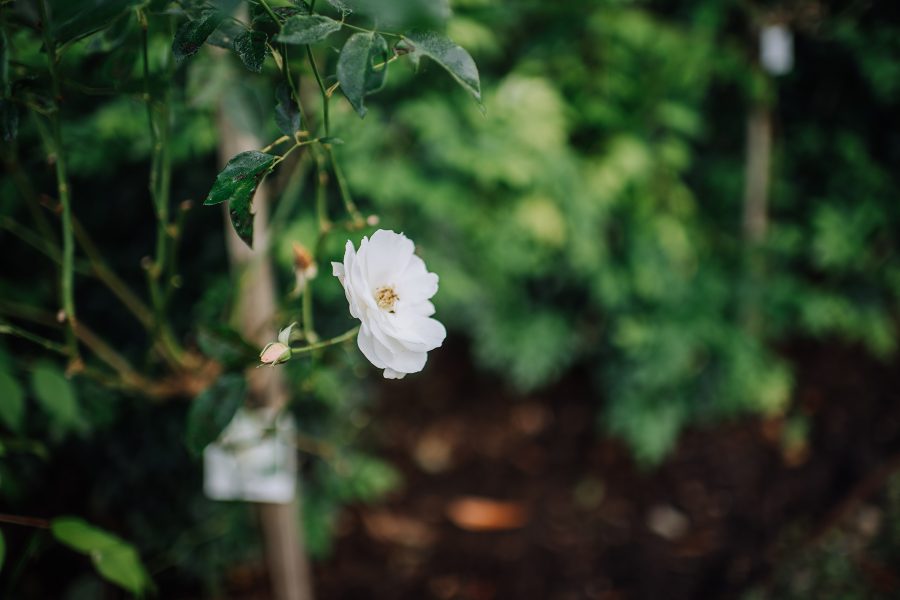 赫斯基森项目  GNK景观设计公司（这里GNK为特定名称，若无更多背景难以更精准翻译，推测一般为专业领域的公司名称，Landscapes可理解为景观设计公司等相关含义） -6