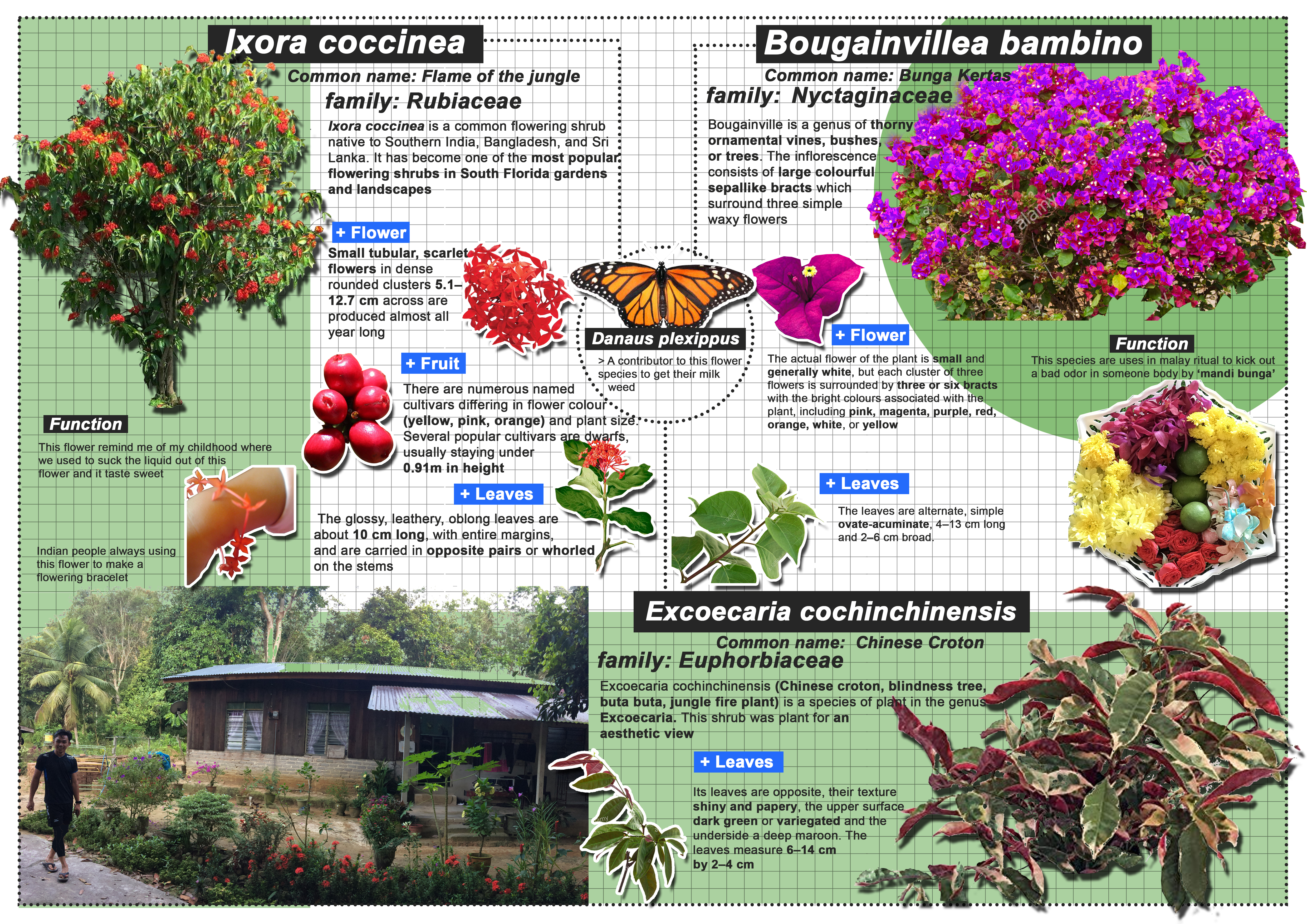 The Authentic Planting_231219 | Planting Design-2