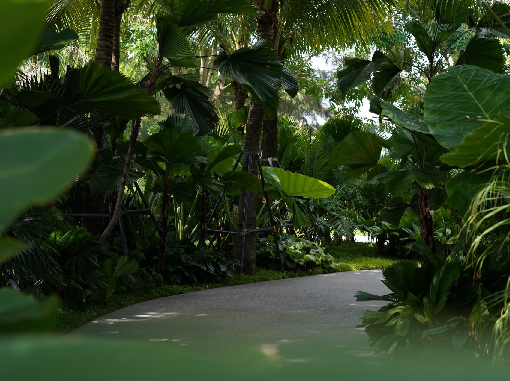 三亚海棠河生态公园阔叶浅溪段的花境生态营造丨中国三亚丨LOLA景观建筑设计事务所-101