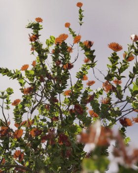 Low-Poly Ohia Lehua Tree