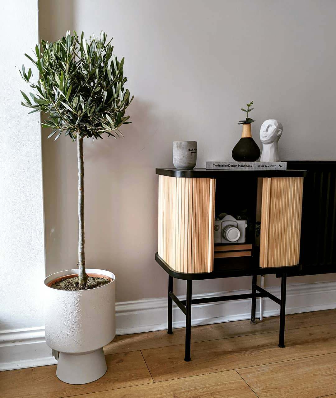 Indoor Olive Tree: Can You Successfully Grow One of Your Own?-7