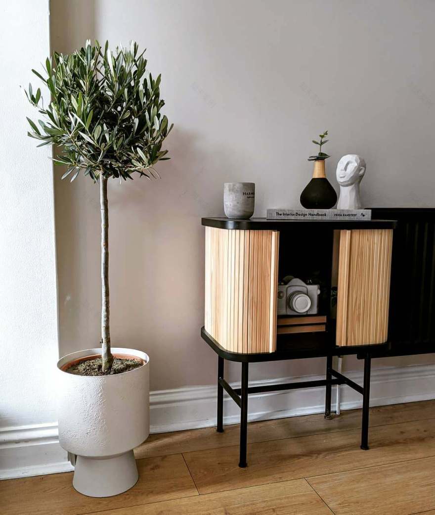 Indoor Olive Tree: Can You Successfully Grow One of Your Own?-7