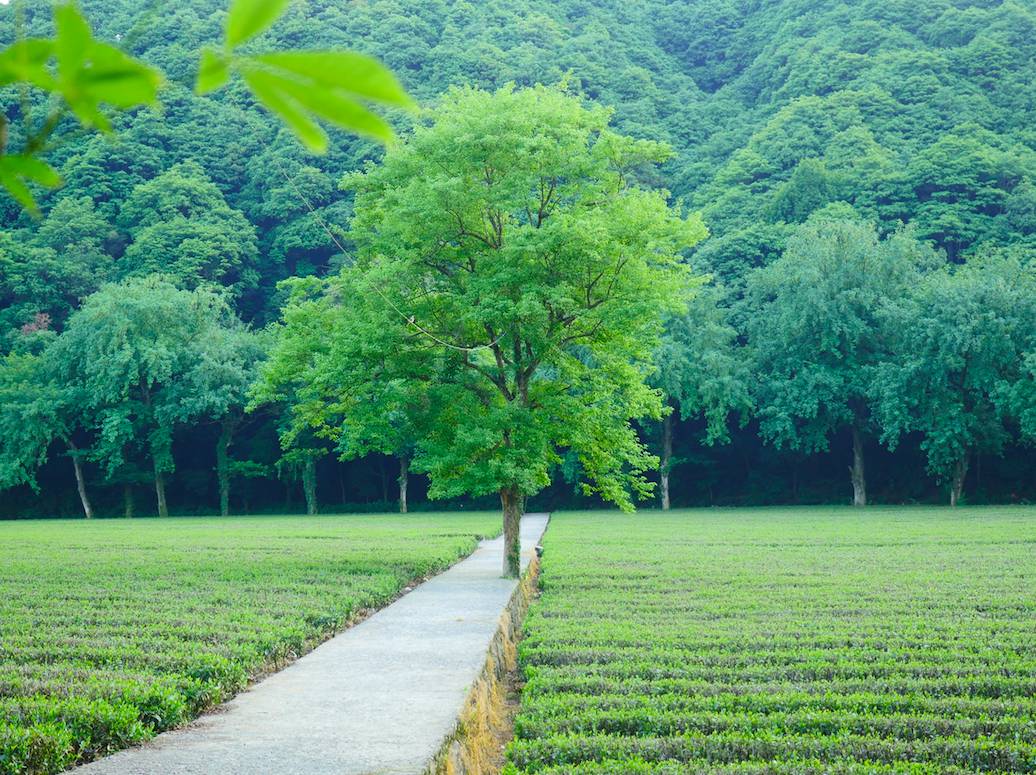 避暑｜就去杭州山中过“小森林”里的生活-57
