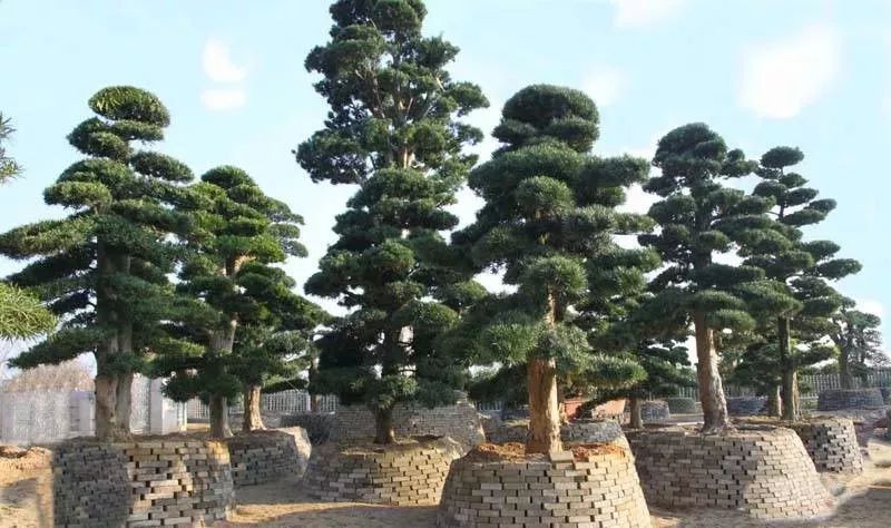 10 大最适合景观造型的树种解析-26