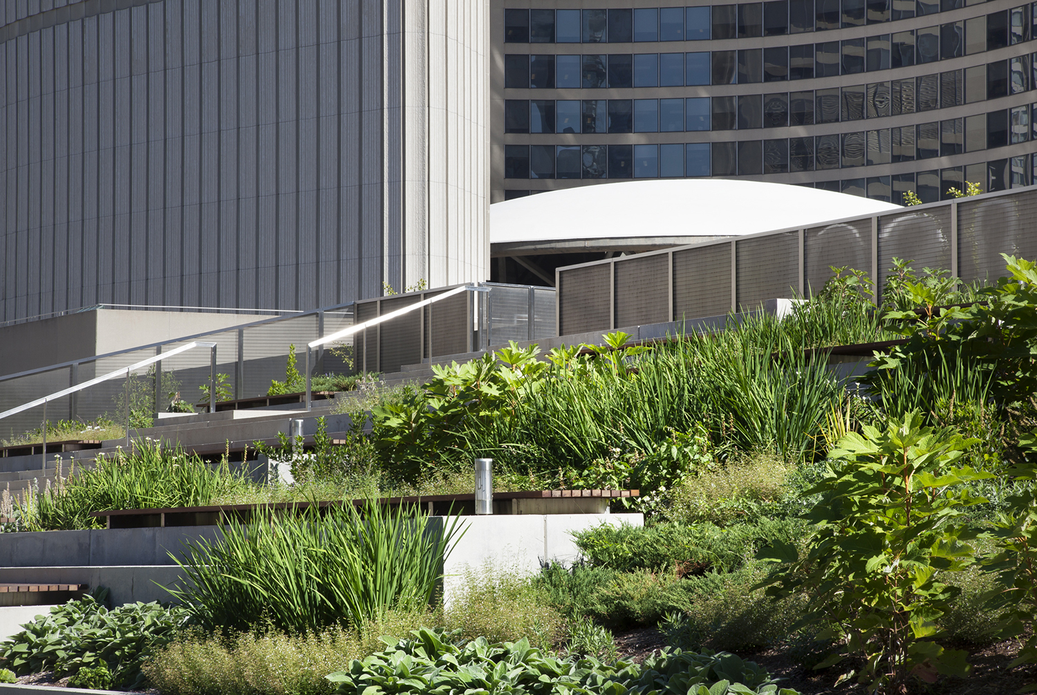 多伦多 Nathan Phillips Square 更新 · 现代公共空间的典范-23