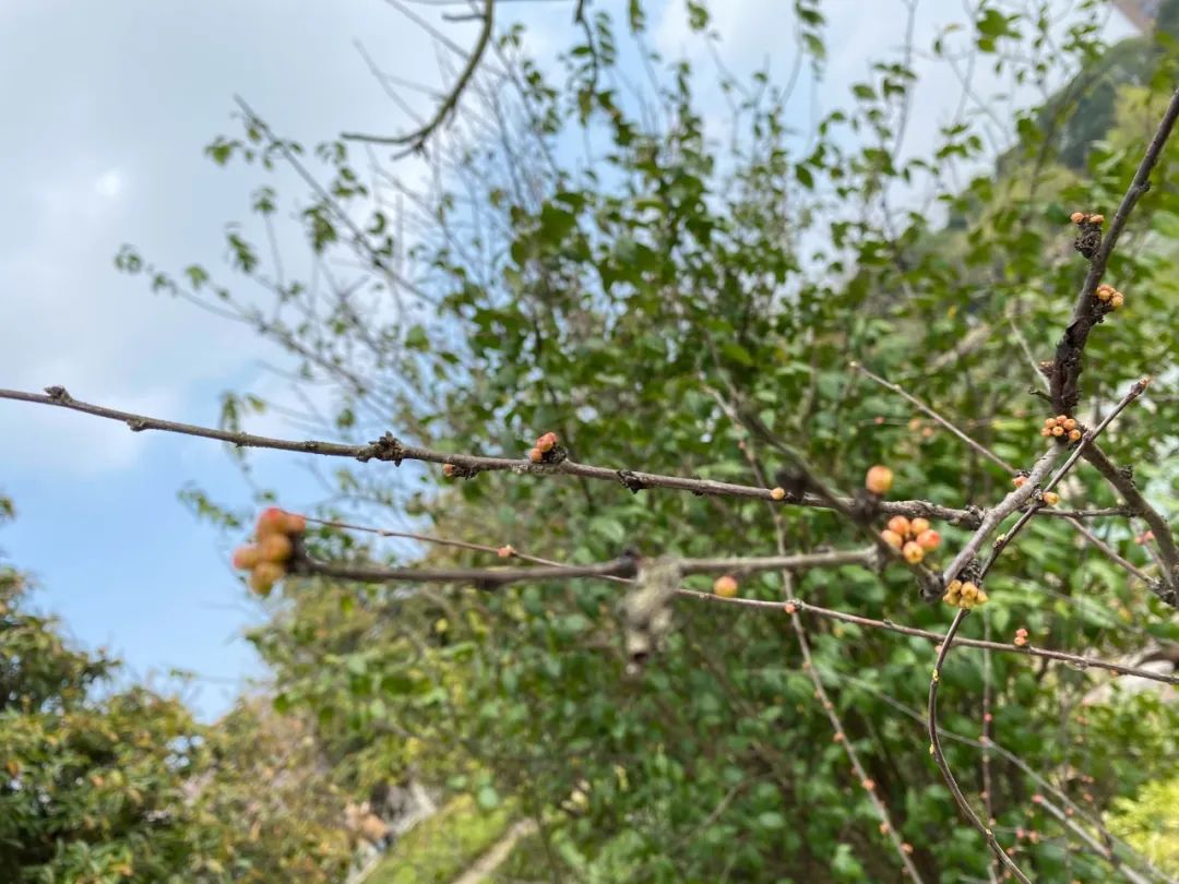 疫情下的自然憧憬 | 打造属于自己的一方花园天地-37