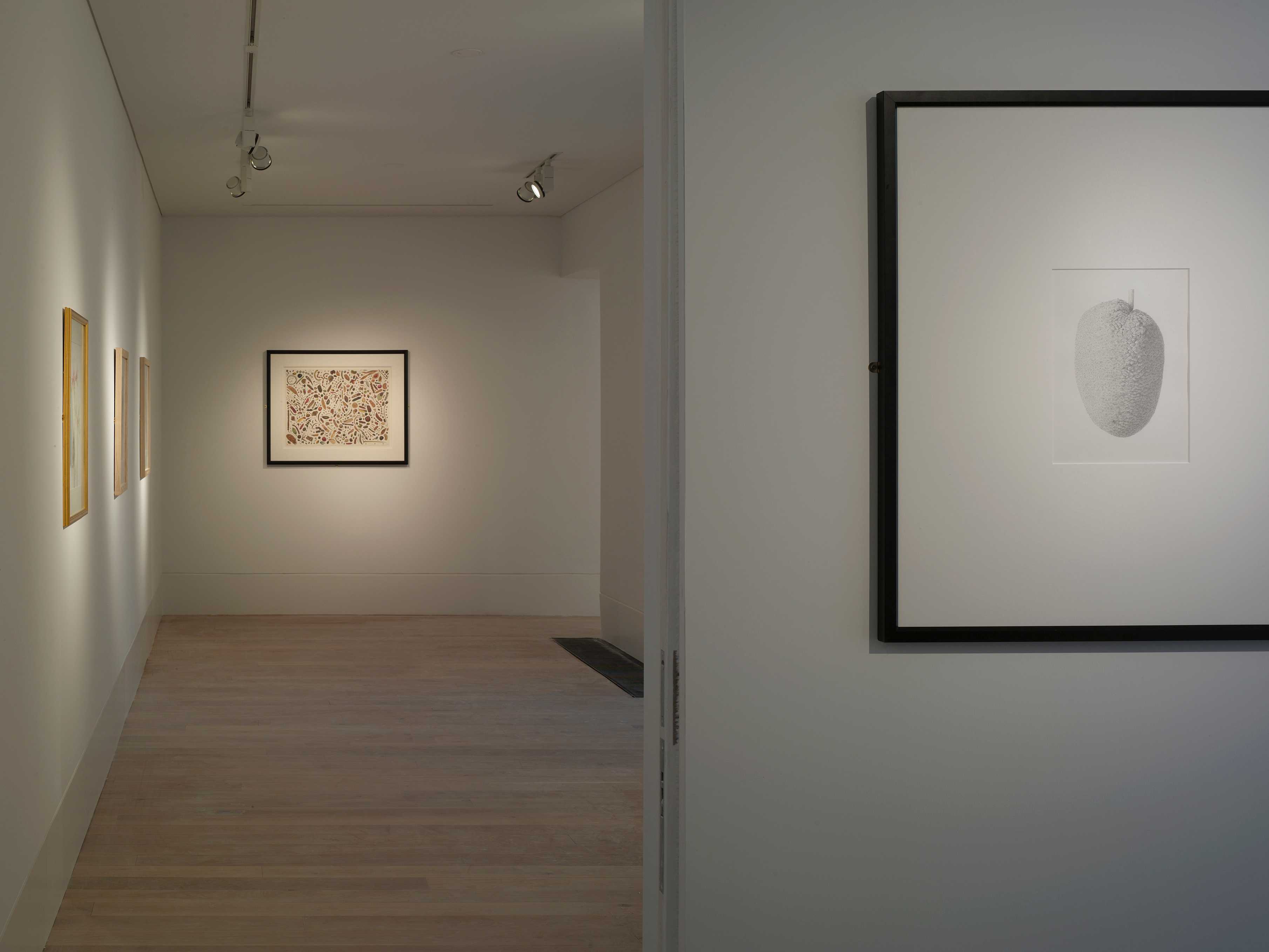 邱园植物艺术画廊（雪莉舍伍德美术馆）-14