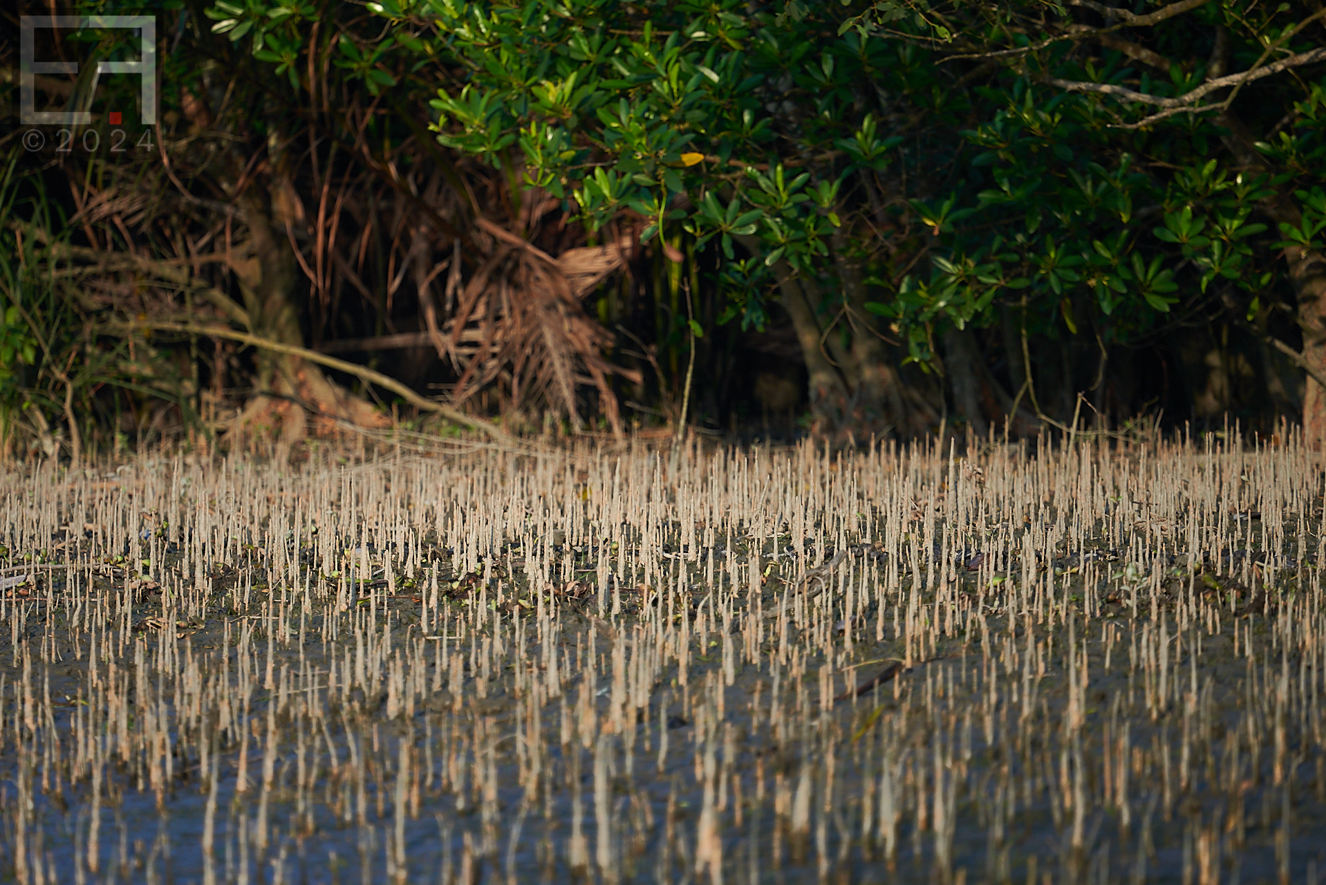 孟加拉国孙德尔本斯红树林保护与开发-16