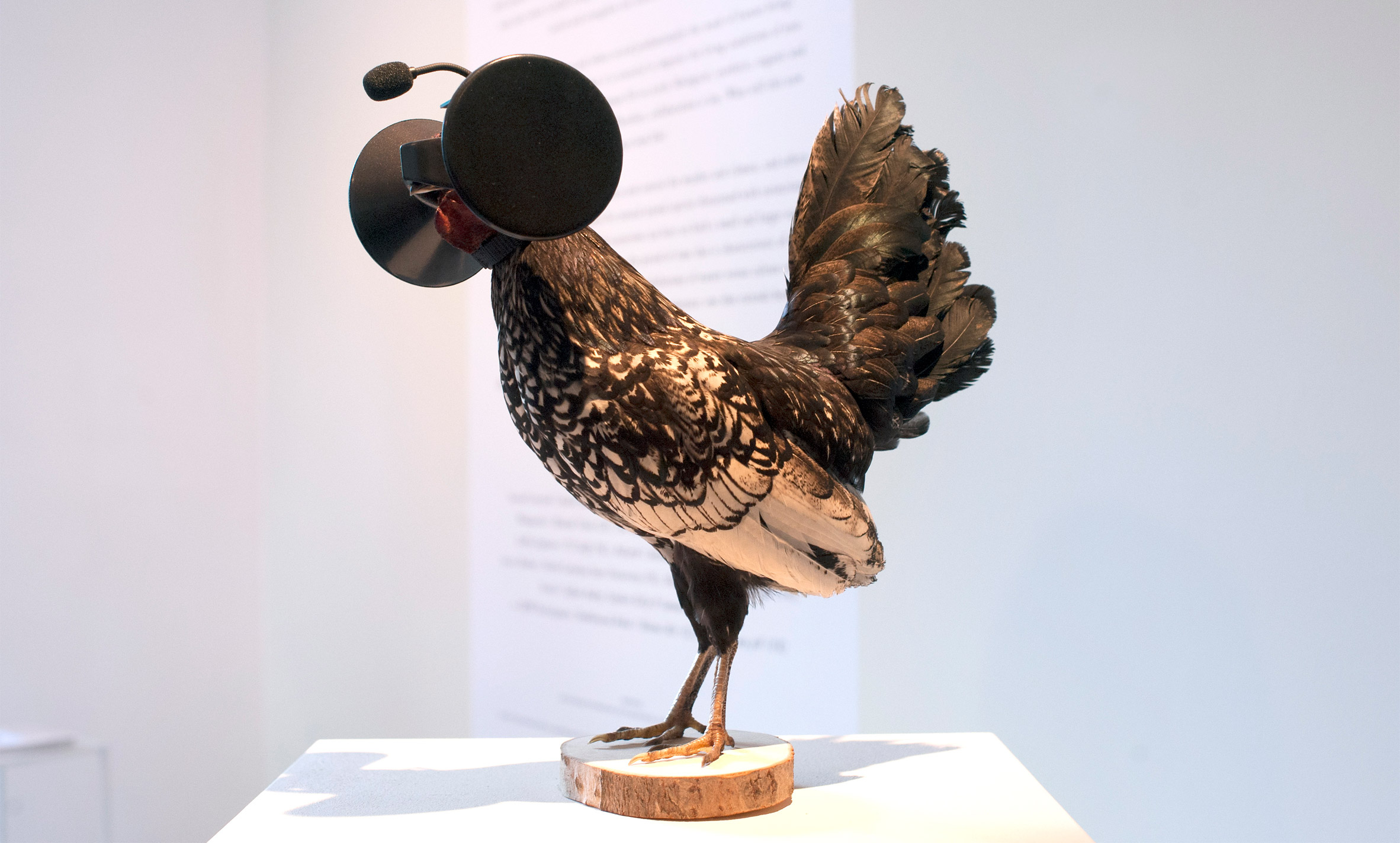 Robots in the wild could "serve nature in a positive way" by replacing vanishing species, says Robotanica curator-25