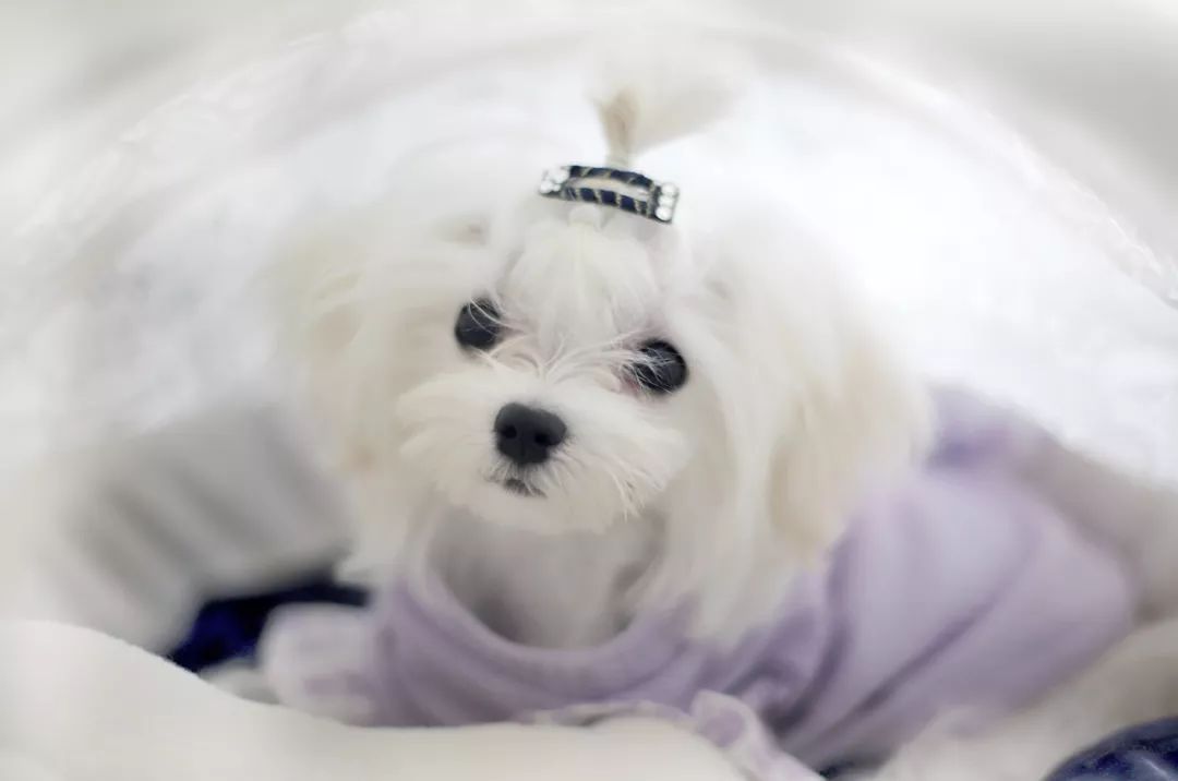 蓝梦轻奢 | 上海高尚领域 168㎡优雅空间-90