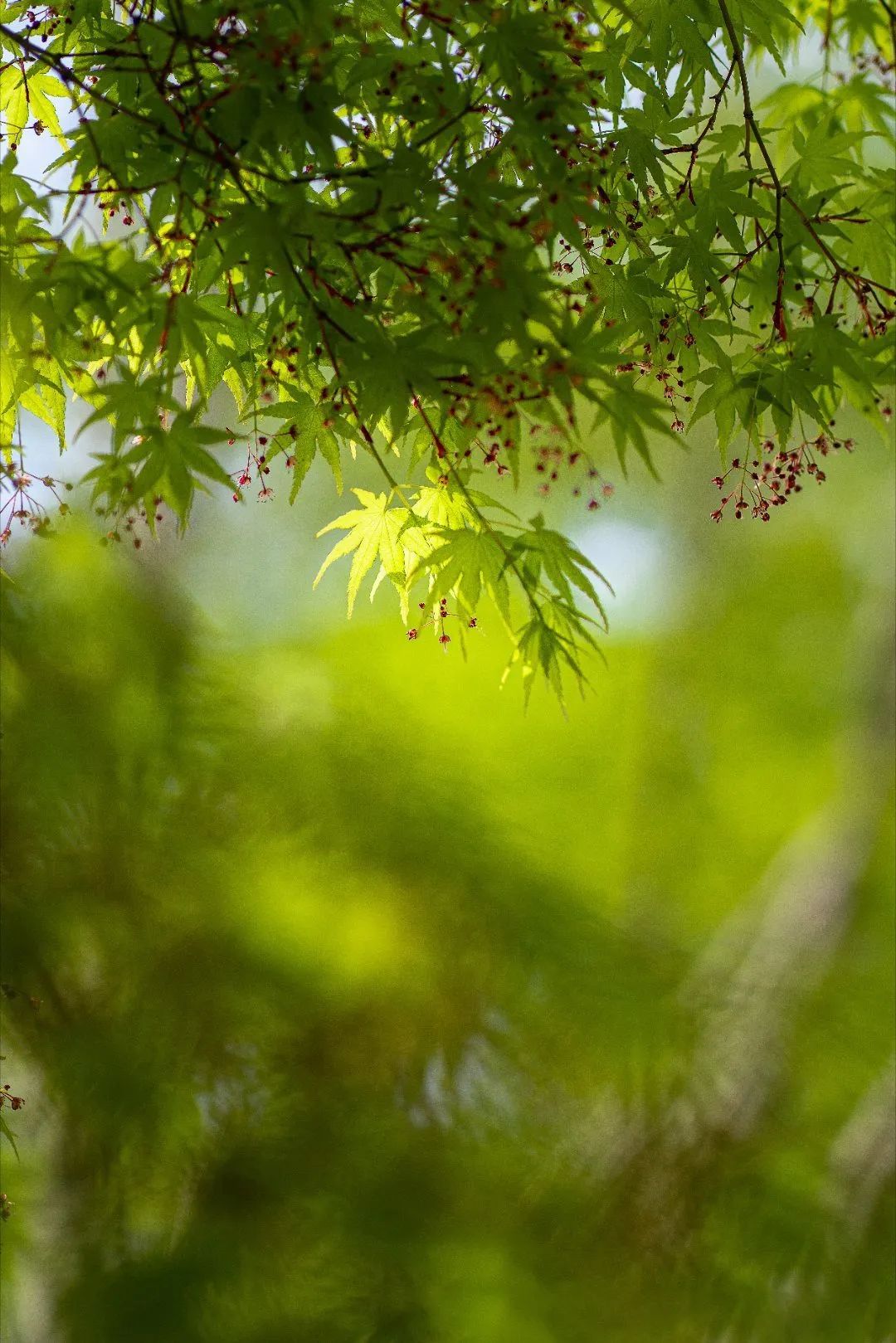 苏州园林景观植物设计丨中国苏州丨苏州研究所-137