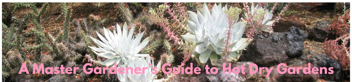 图森植物园（Tucson Botanical Garden）丨美国图森-0