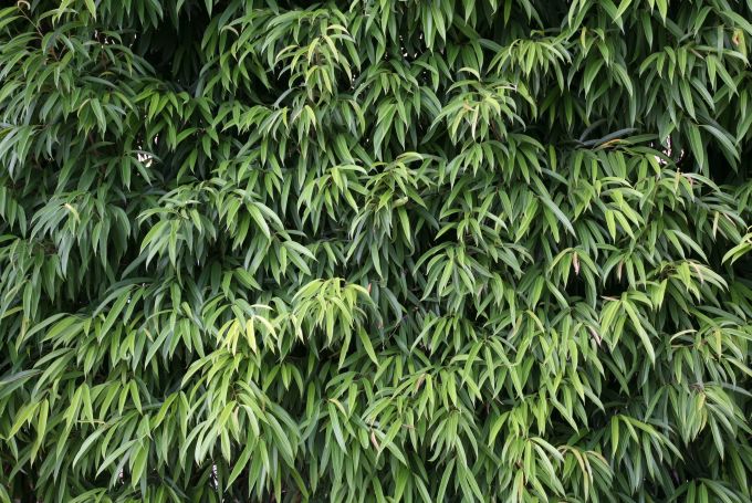 Grand Cayman Residence | Kurisu International-19