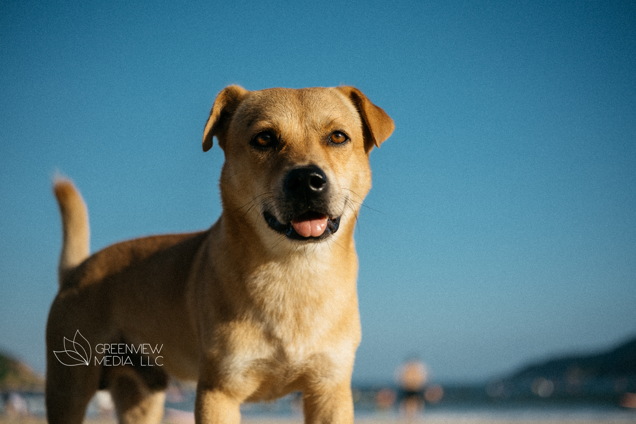 狗狗海滩场景拍摄丨中国三亚-2