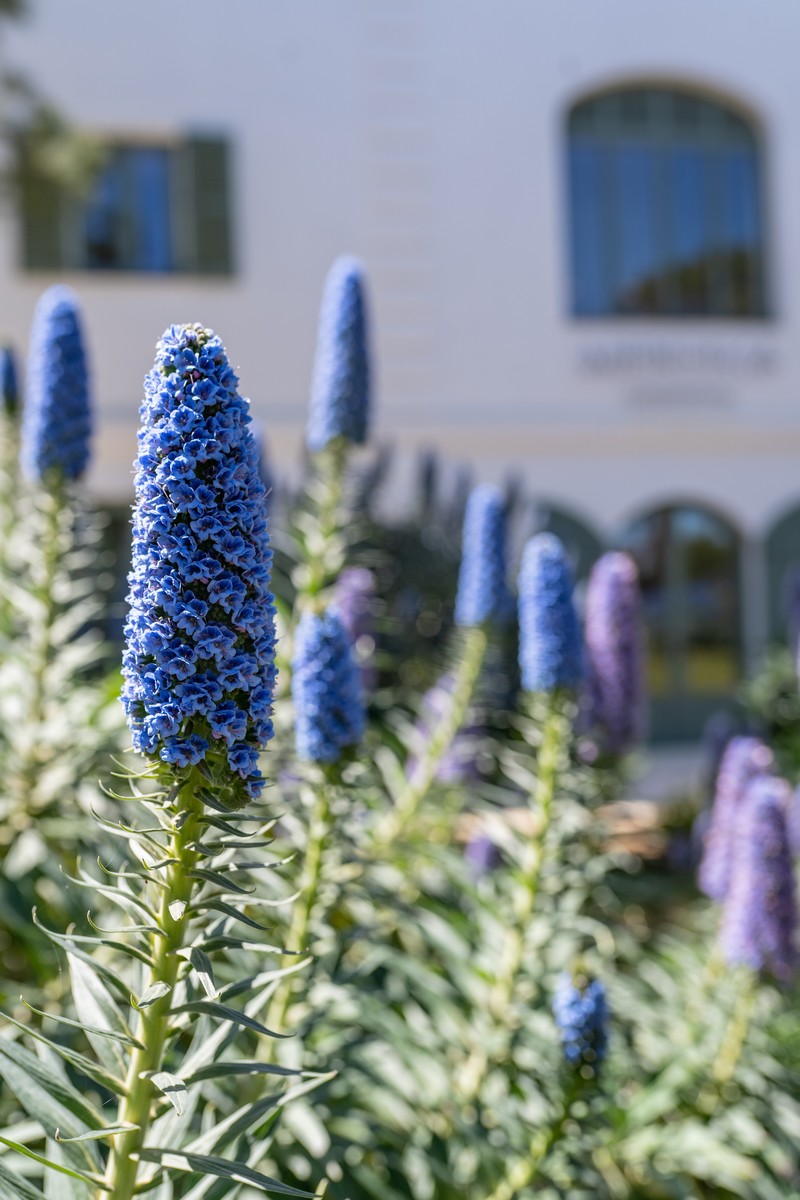 丨西班牙巴利阿里丨Opus Paysage,Alexandre Tonnerre-8