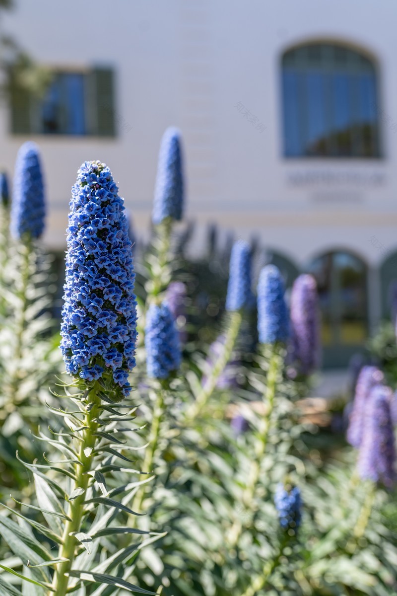 丨西班牙巴利阿里丨Opus Paysage,Alexandre Tonnerre-8