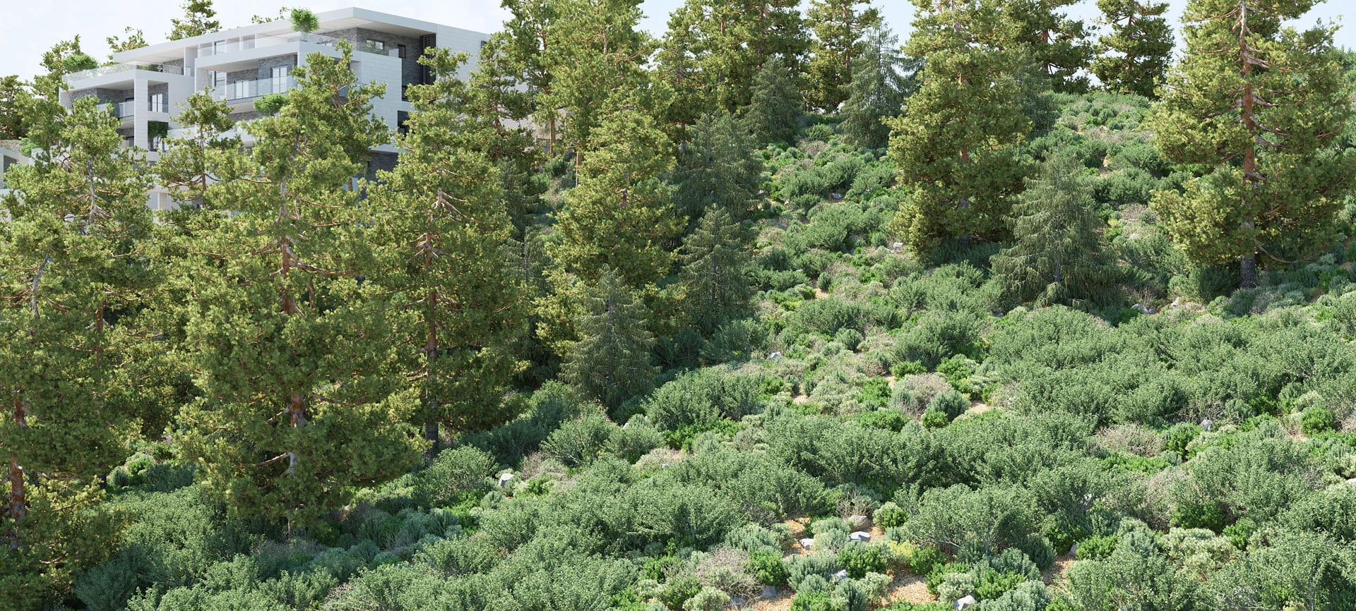 cows - Ando Studio-0