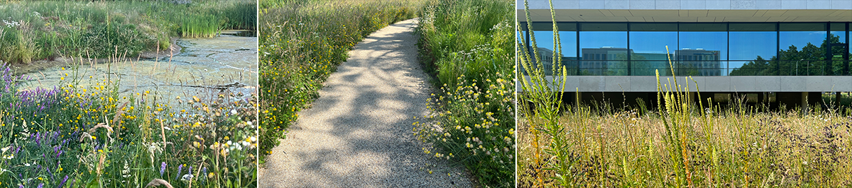 Natte natuurtuin Omnia（Omnia湿地自然花园）丨Broekbakema-7