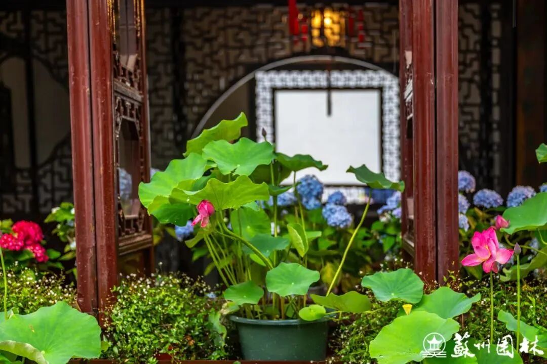 轻舟端阳!狮子林冷色系主题花境上新!-65