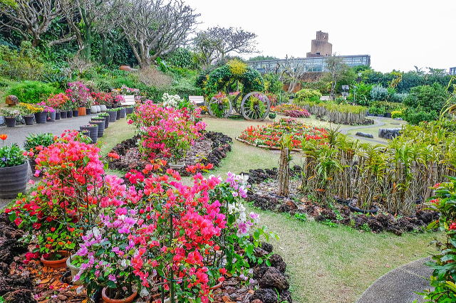 热带梦幻中心（海洋博公园内）丨日本冲绳-54