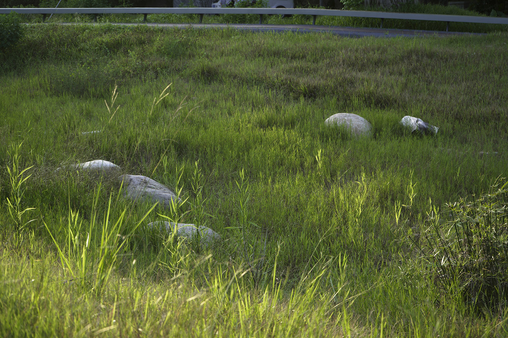 重焕生机的土地·深圳光明虹桥1958生态公园丨中国深圳丨自组空间-139