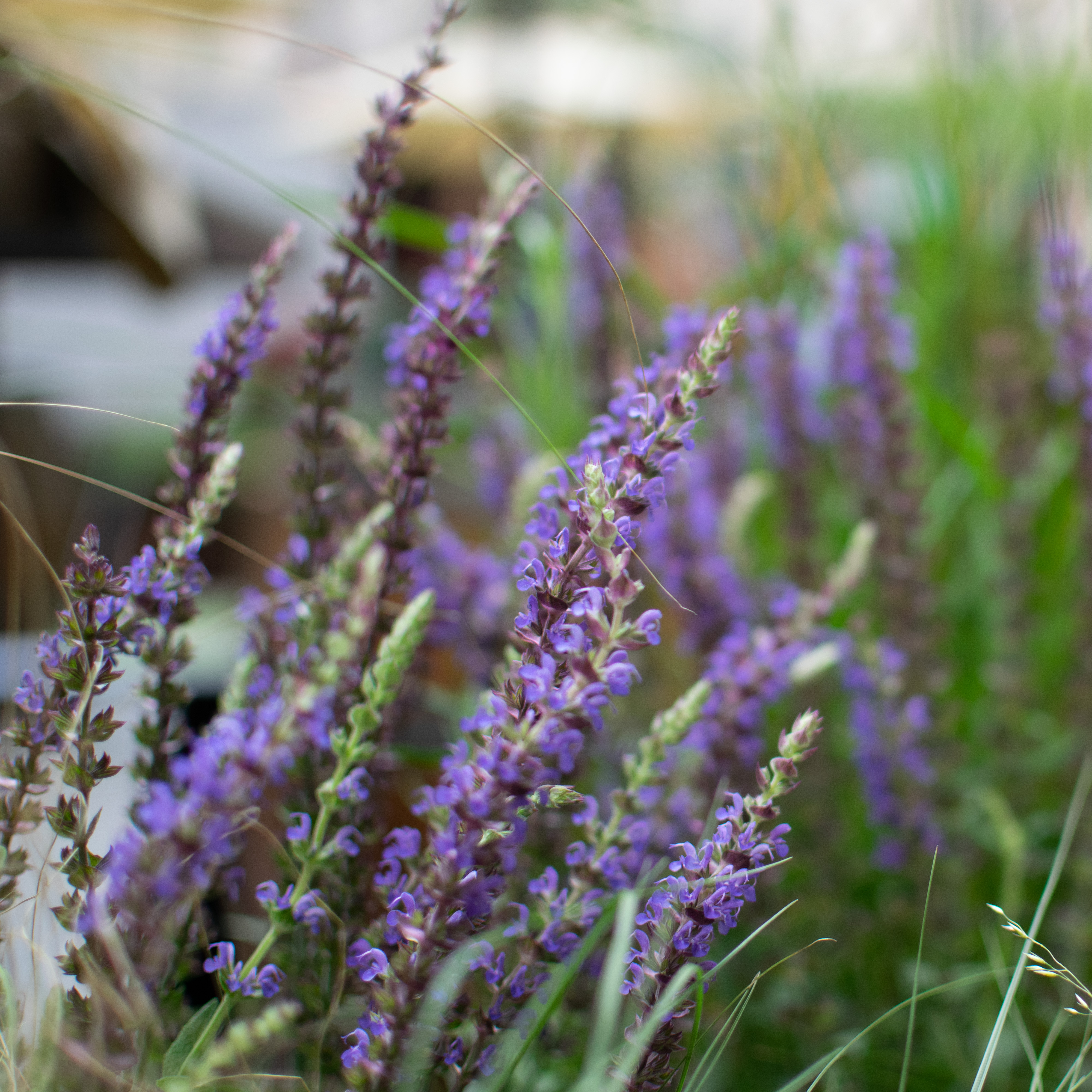 Rockefeller Center Summer Gardens | Julia Watson LLC-20