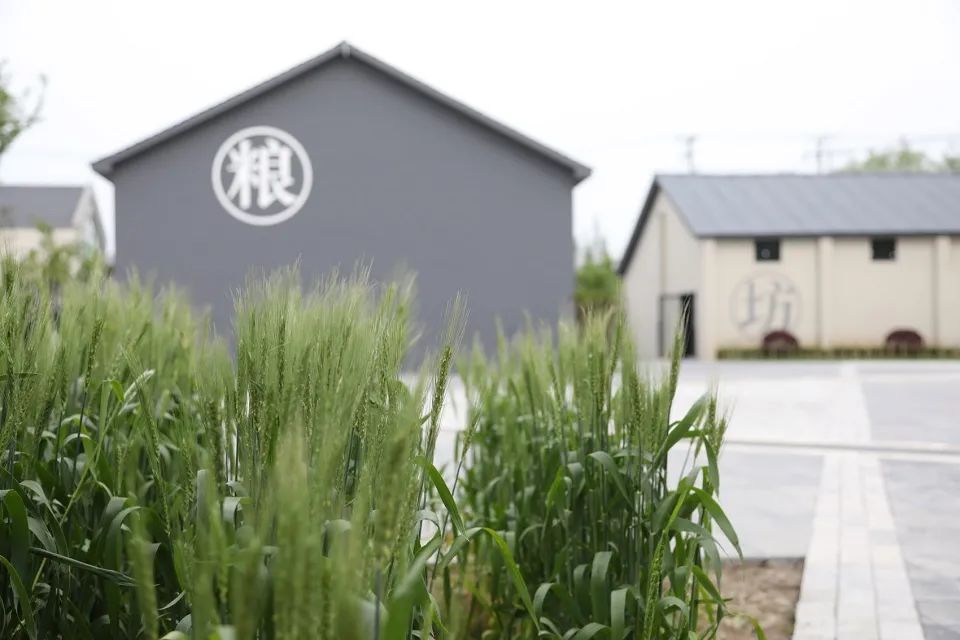 崇明稻米文化中心二期 | 粮仓变身的米文化体验空间-110