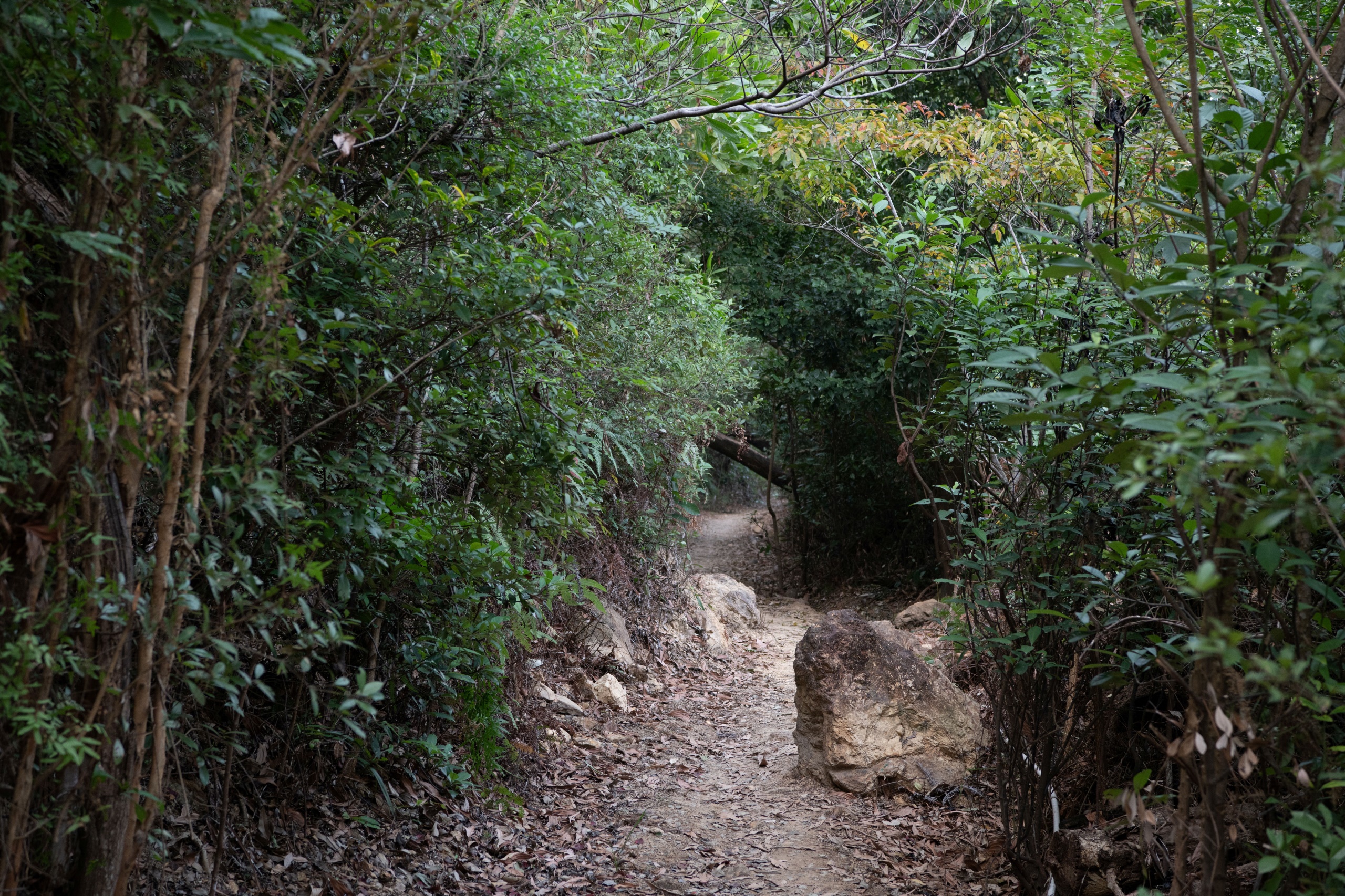深圳市罗湖区东湖公园郊野径 – 莲塘口岸线丨中国深圳丨深圳市未名设计顾问有限公司 （WMLA）-55