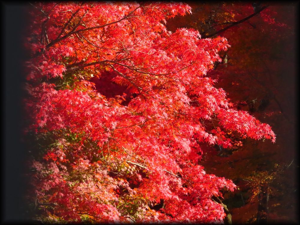 何有荘（原「和楽庵」）丨日本京都丨七代目小川治兵衛（庭園）,武田五一（洋館）-49