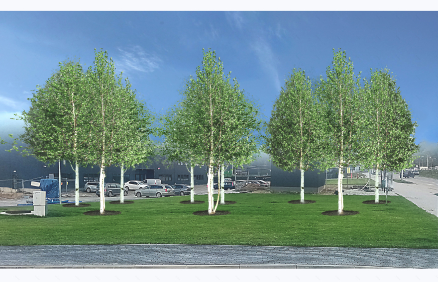 树木种植可视化展示丨mgr inż. arch. kraj. Olga Bobowska-7